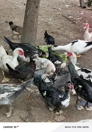 Mature Male Ducks for Sale