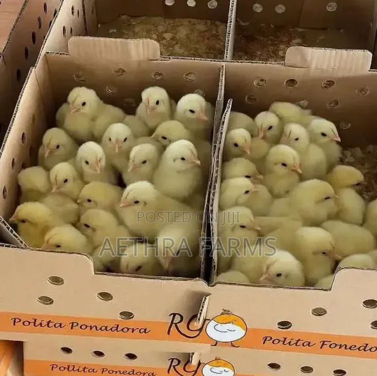 Day Old Chicks