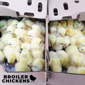 Day Old Chicks