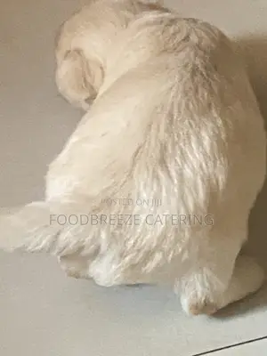 0-1 month Female Purebred Poodle