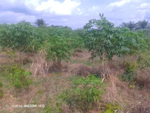 40 Plots of Land for Sale