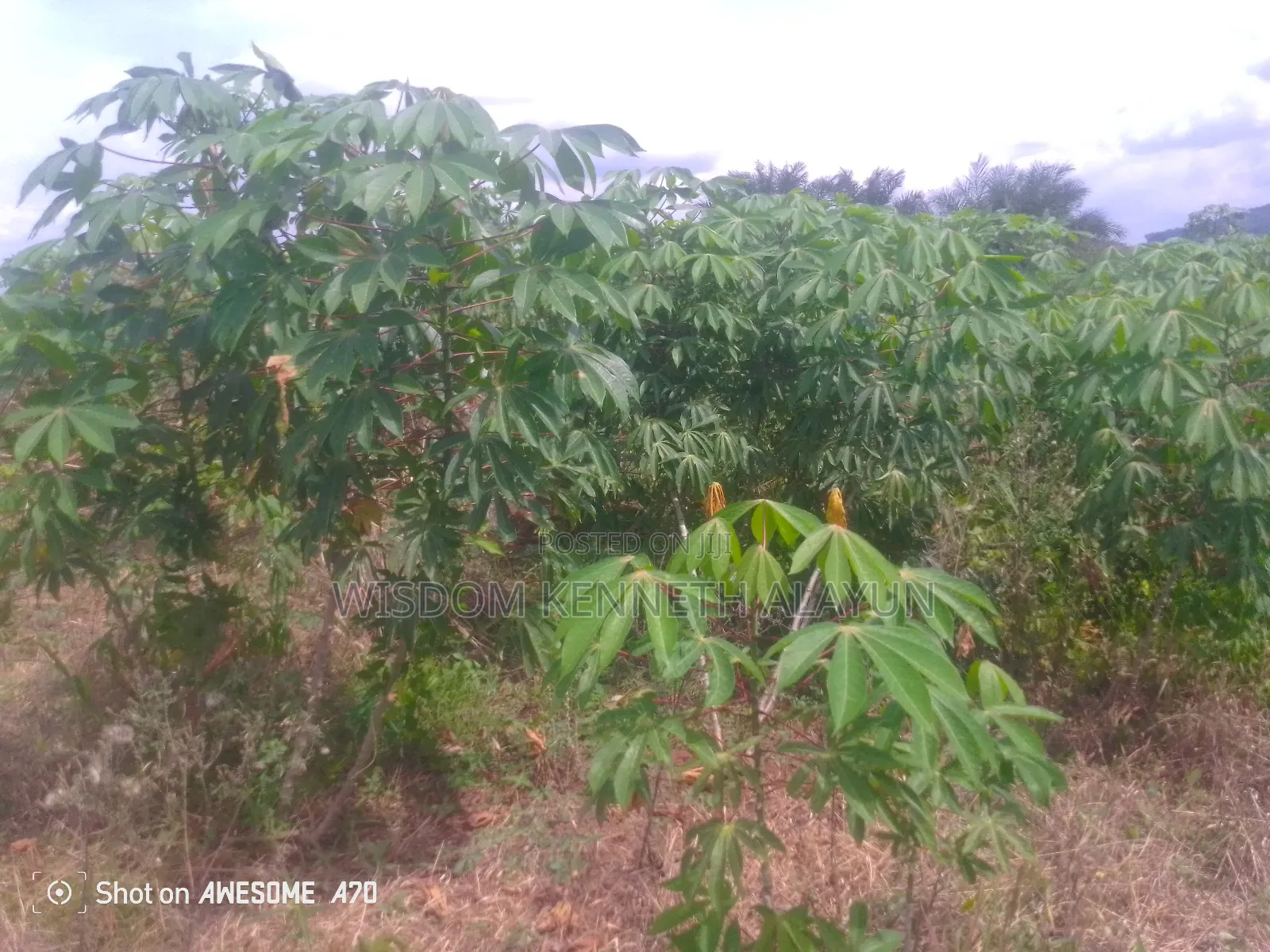 40 Plots of Land for Sale