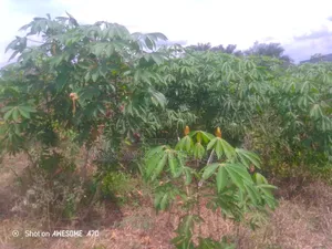 40 Plots of Land for Sale