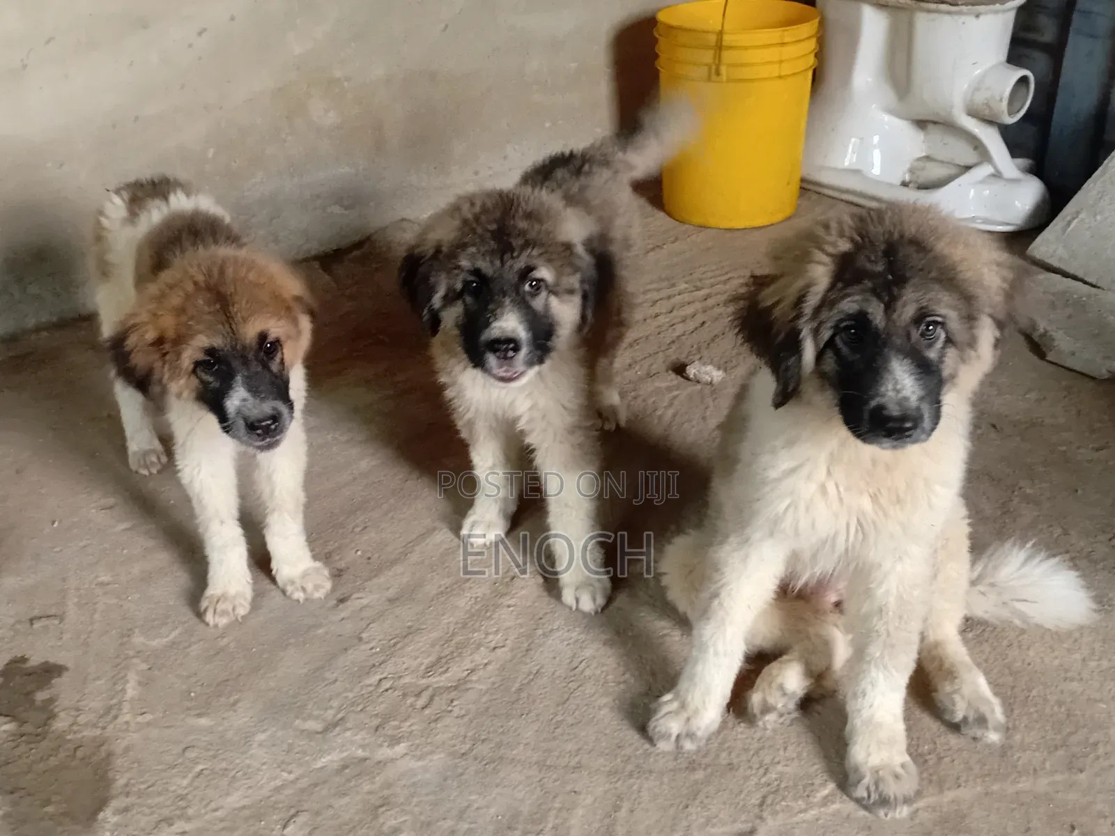 1-3 months Female Purebred Caucasian Shepherd