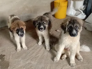 1-3 months Female Purebred Caucasian Shepherd