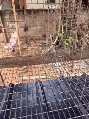 15 Rooms Modern Wooden Rabbit and Grasscutter Cage