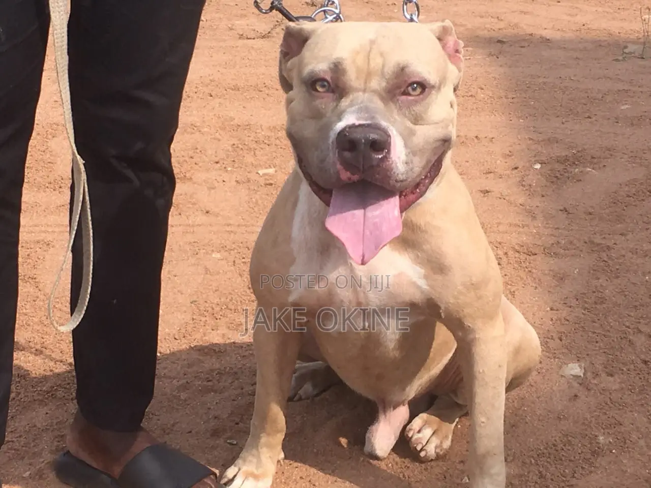 1+ year Male Purebred Dog