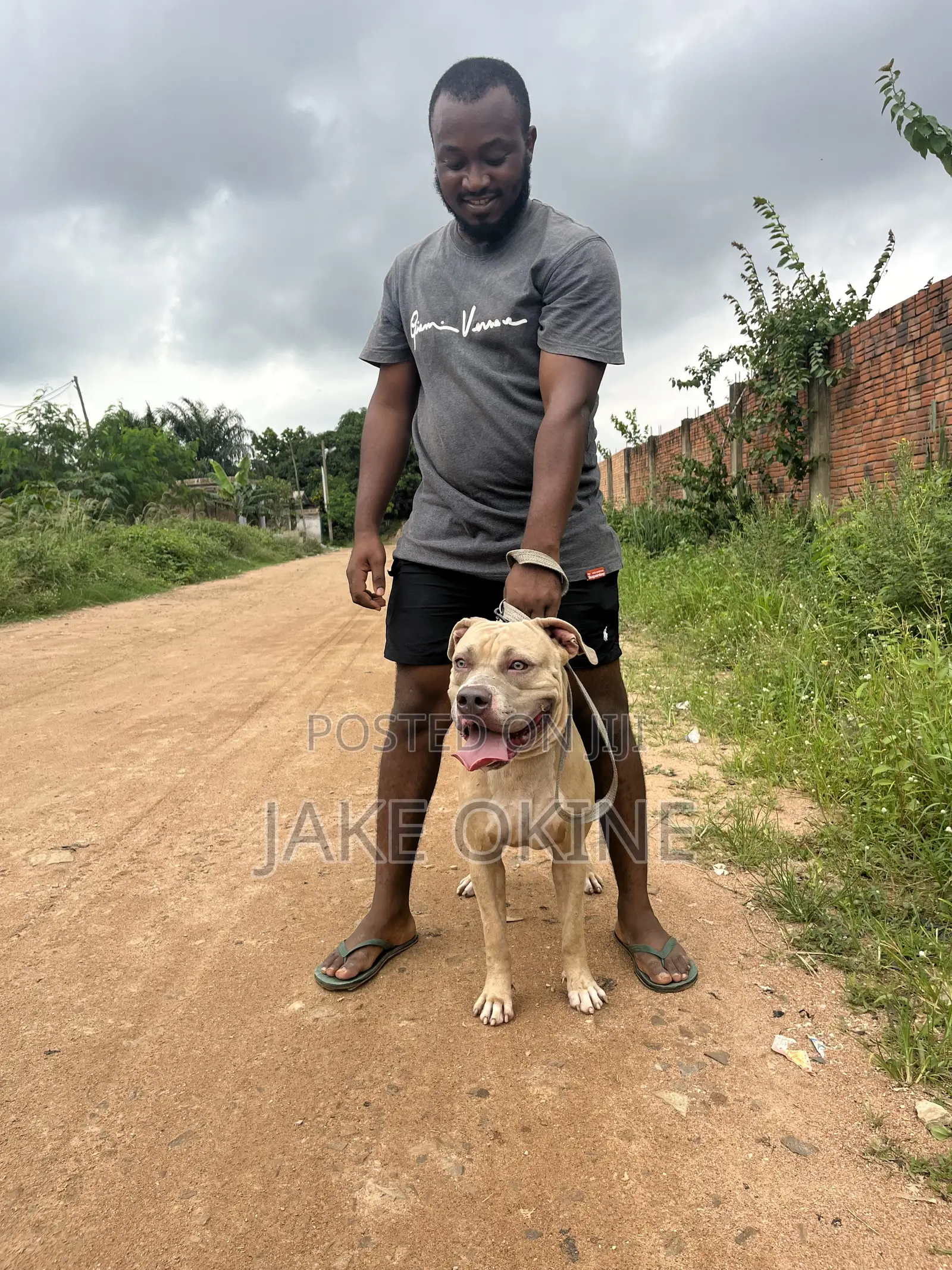 1+ year Male Purebred Dog
