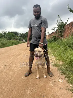 1+ year Male Purebred Dog