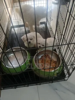 1-3 months Male Purebred Maltese