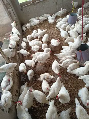 White Cockerel