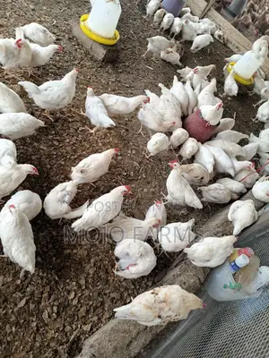 White Cockerel