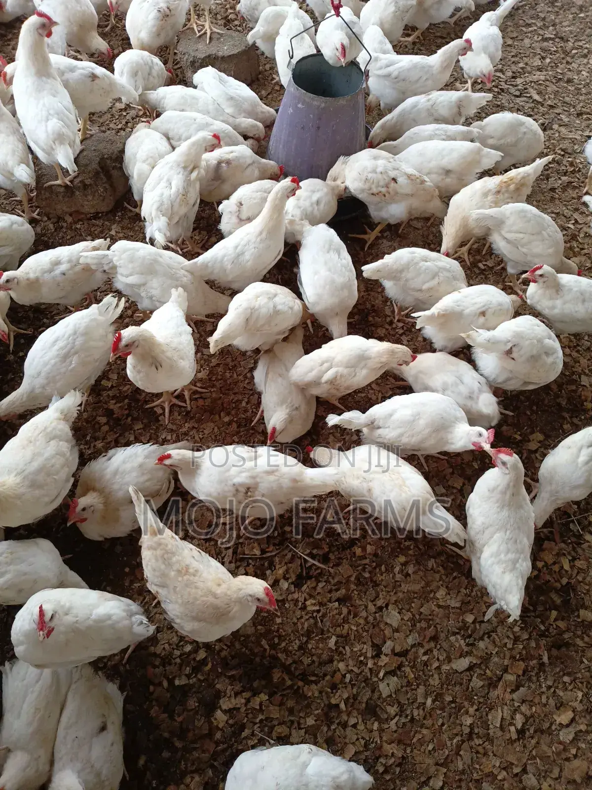 White Cockerel