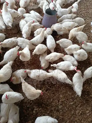 White Cockerel