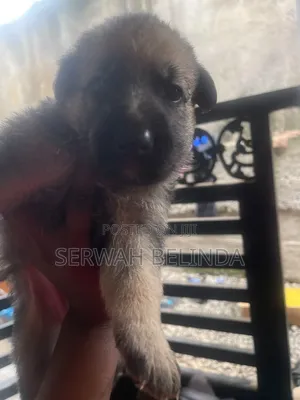 0-1 month Male Purebred German Shepherd