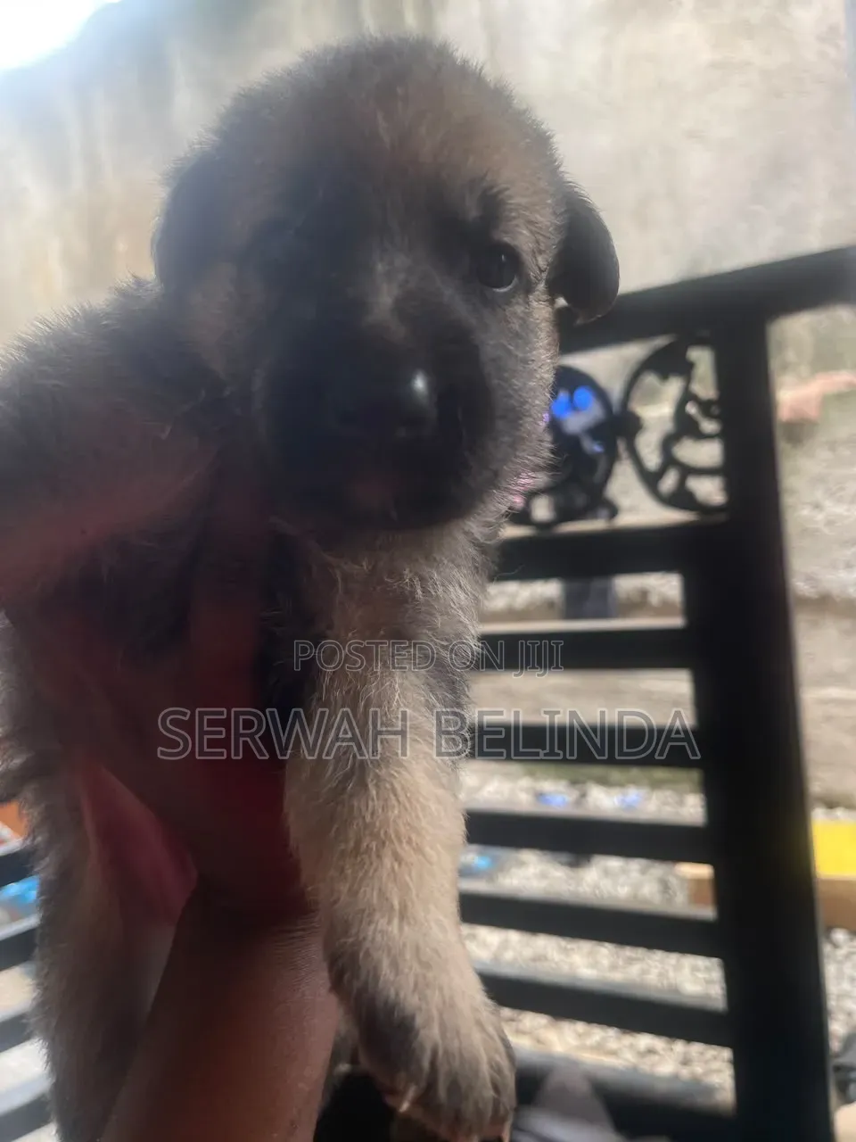 0-1 month Male Purebred German Shepherd