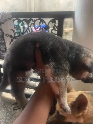 0-1 month Male Purebred German Shepherd