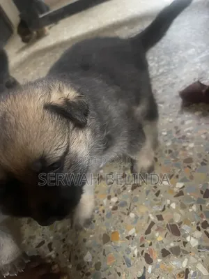 0-1 month Male Purebred German Shepherd