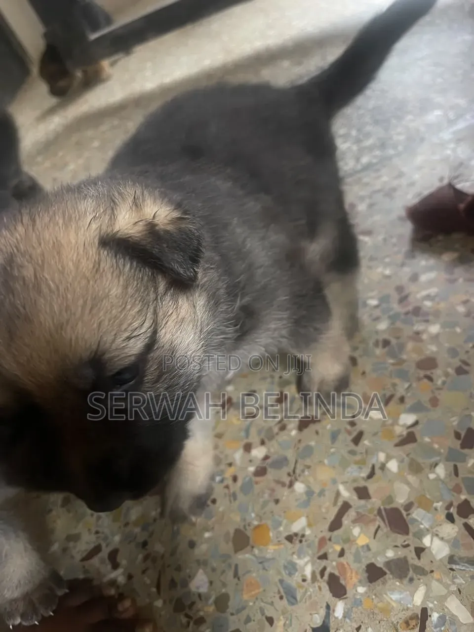 0-1 month Male Purebred German Shepherd