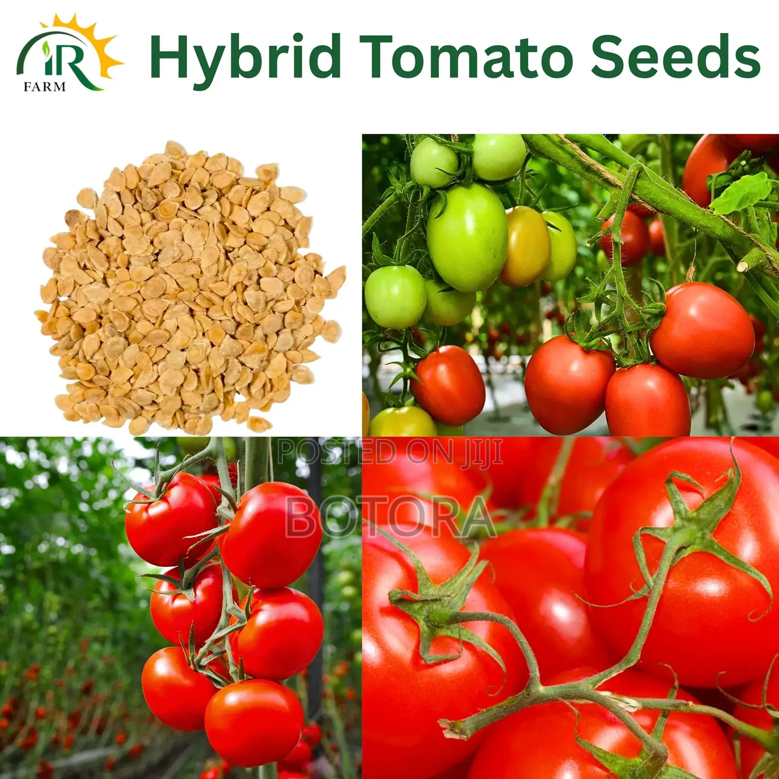 Premium Tomato Seeds – High Yield Garden Farm Vegetable Seeds