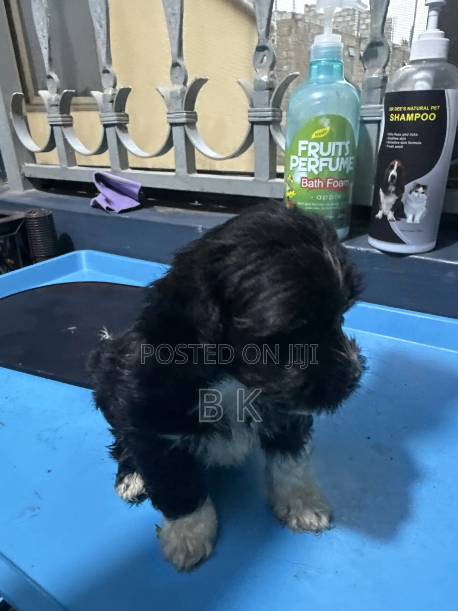 1-3 months Male Purebred Maltese