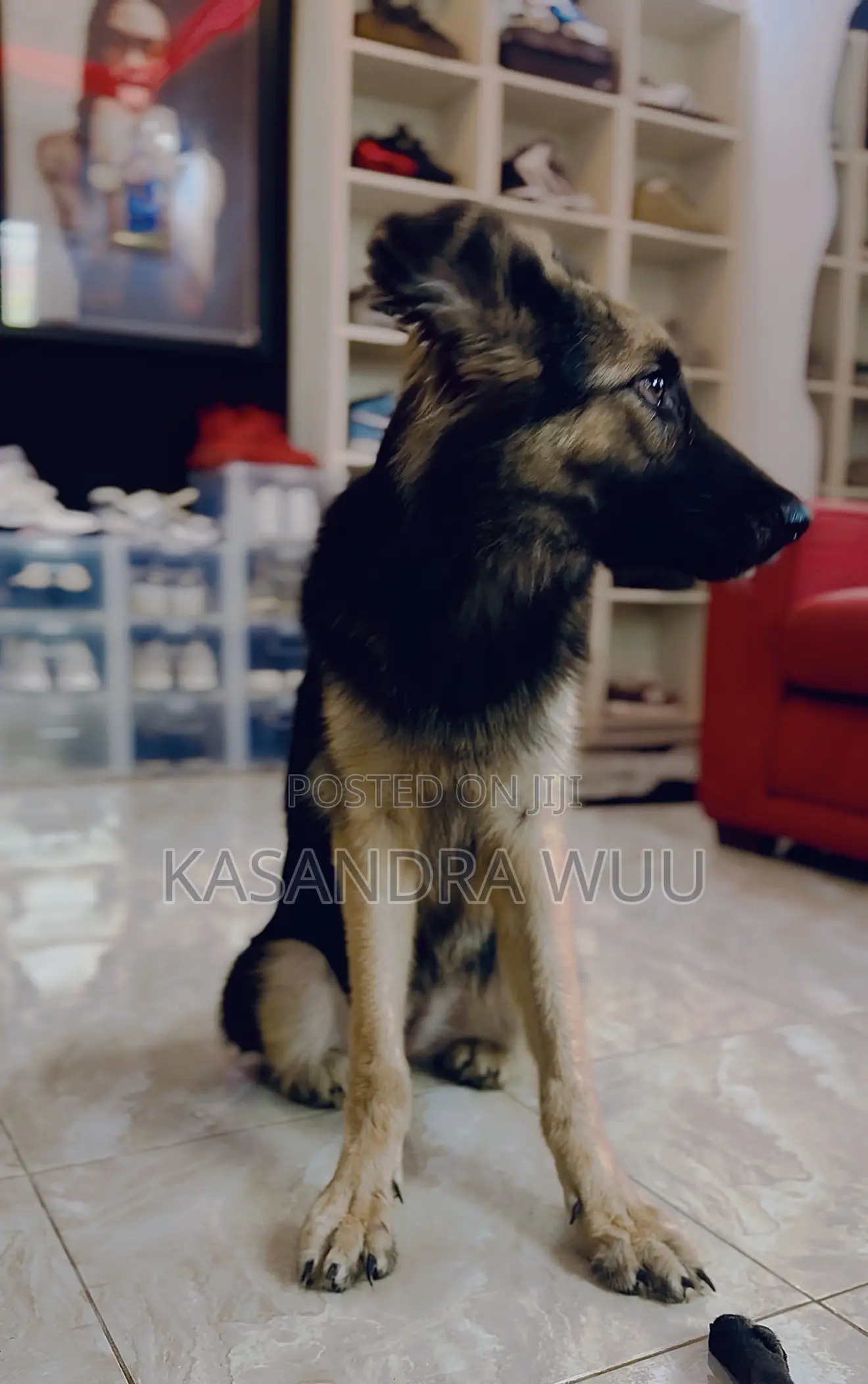 6-12 months Female Purebred German Shepherd