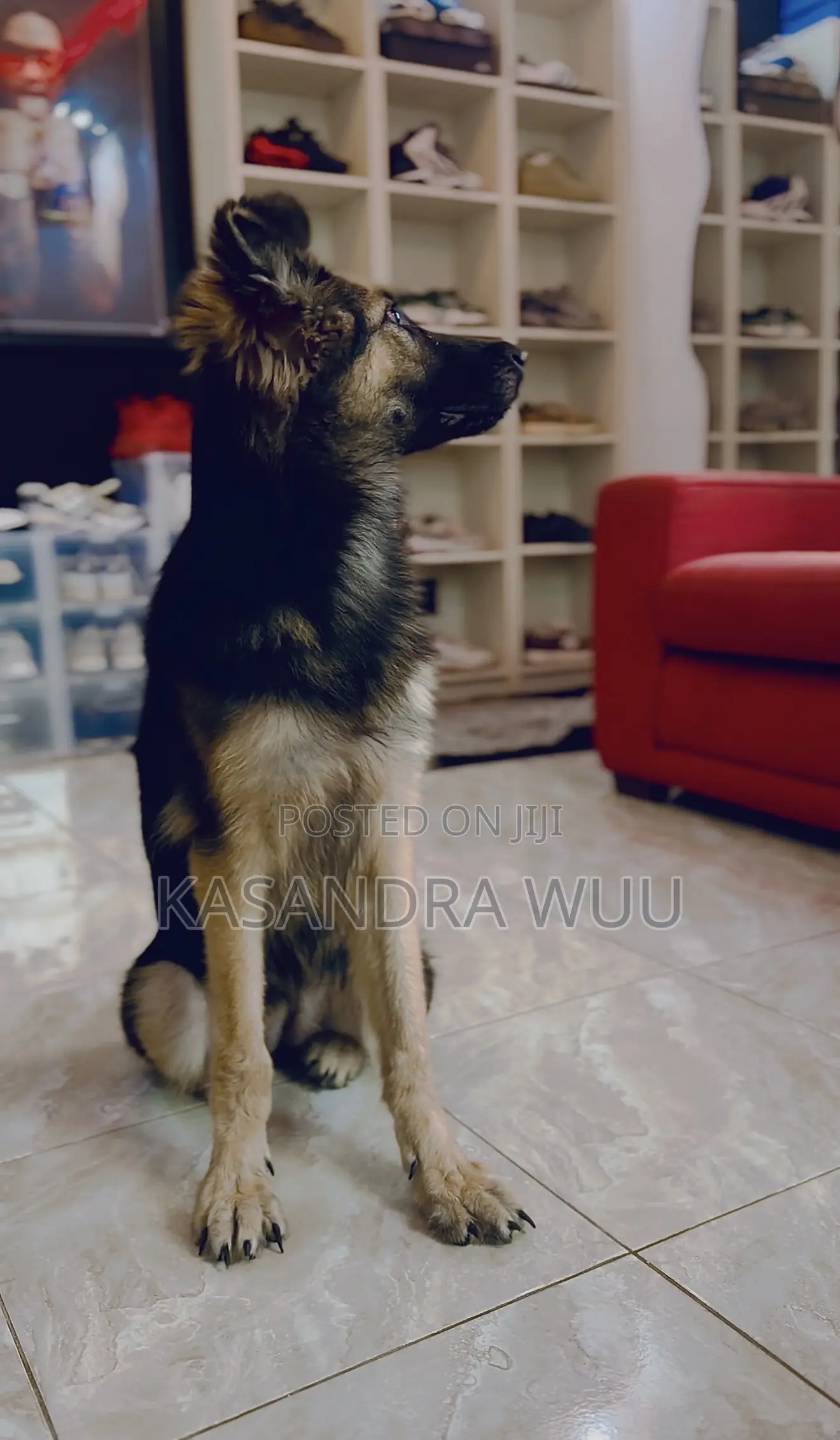 6-12 months Female Purebred German Shepherd