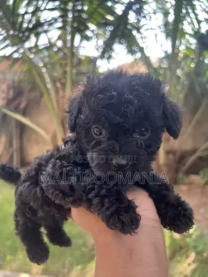 1-3 months Female Purebred Maltipoo