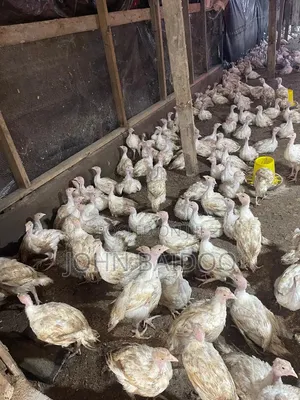 Turkey Birds