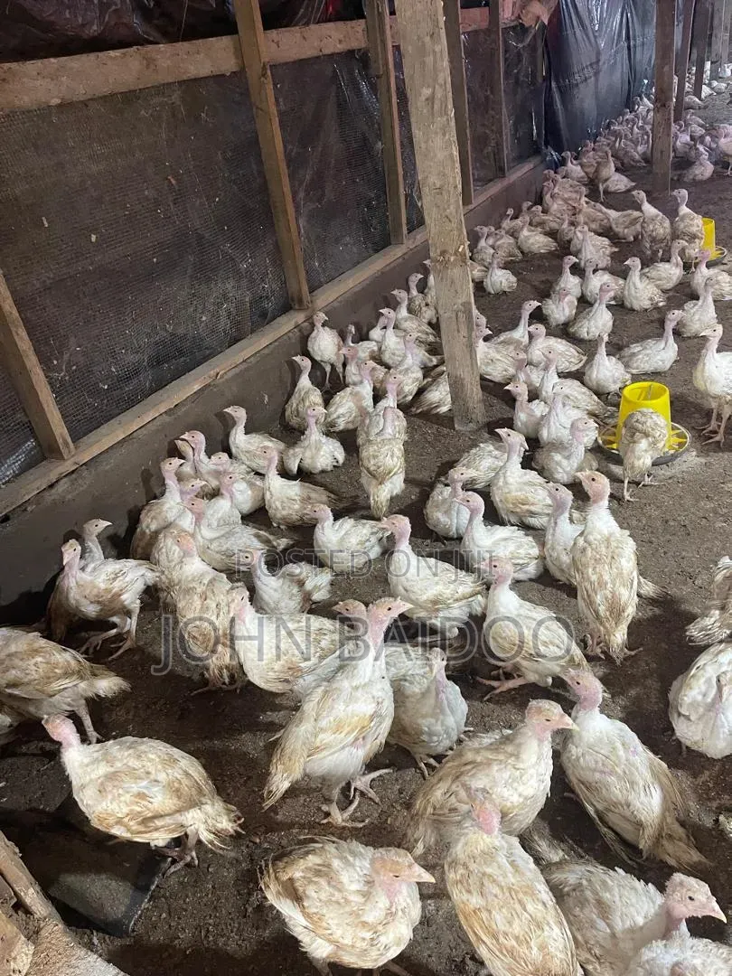 Turkey Birds