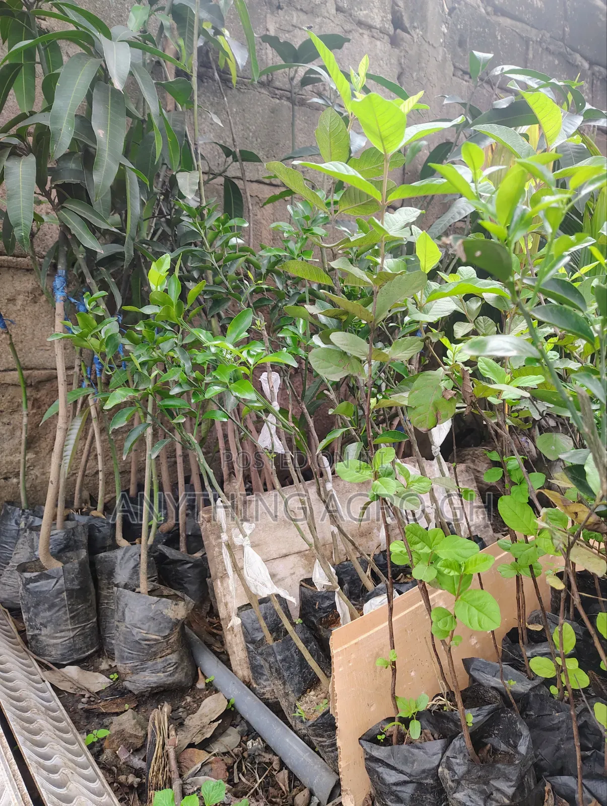 Keith Mango Seedlings