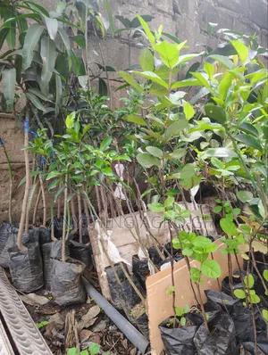 Keith Mango Seedlings
