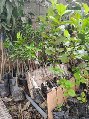 Apple Mango Seedlings