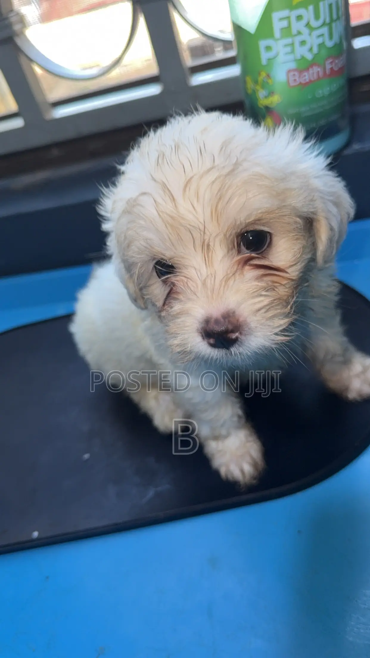 1-3 months Male Purebred Maltese