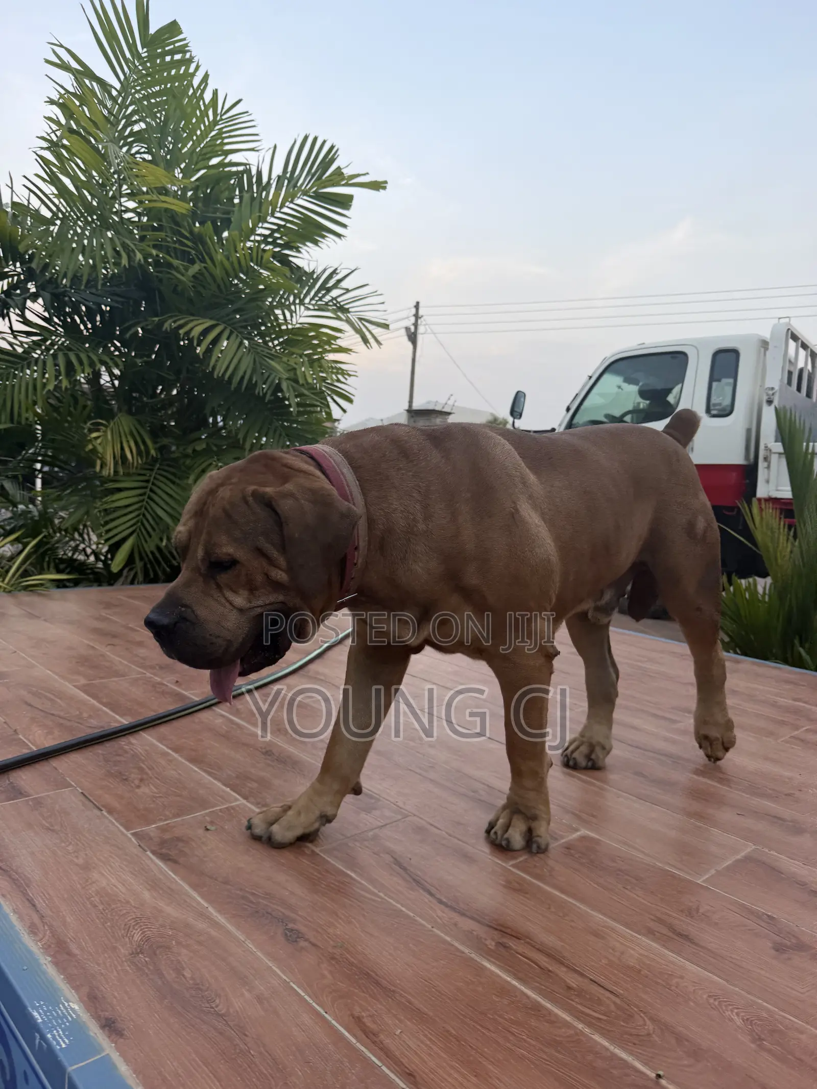 Boerboel for Crossing