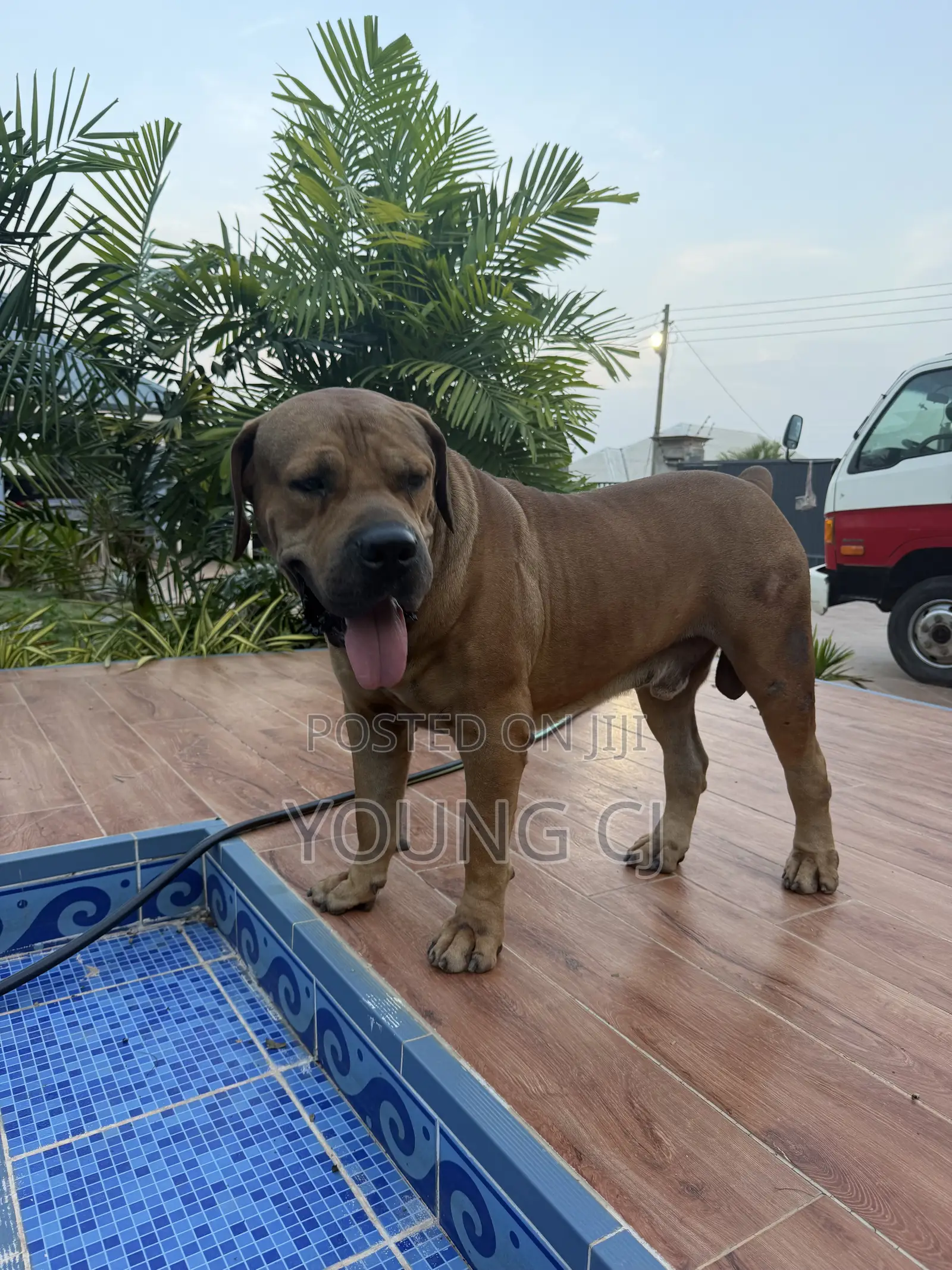 Boerboel for Crossing