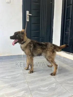 3-6 months Male Purebred Caucasian Shepherd