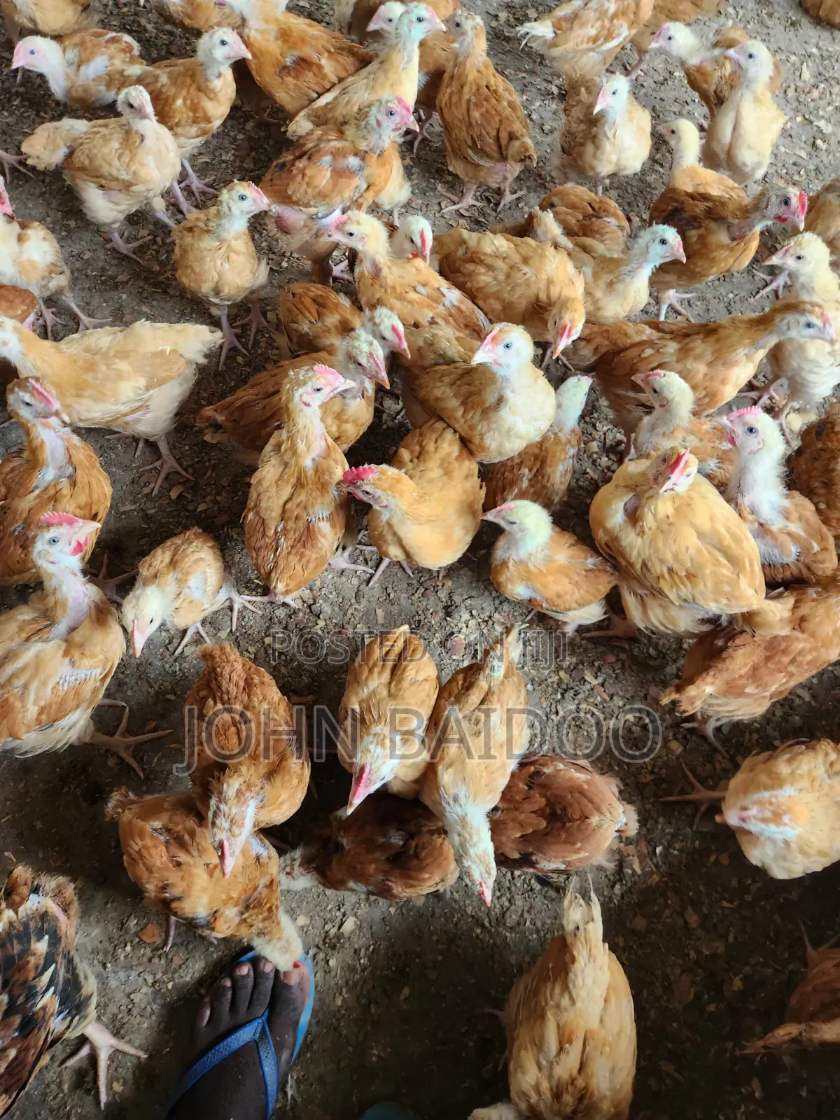 Poultry Birds