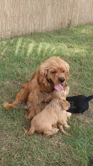 1-3 months Male Purebred Cocker Spaniel