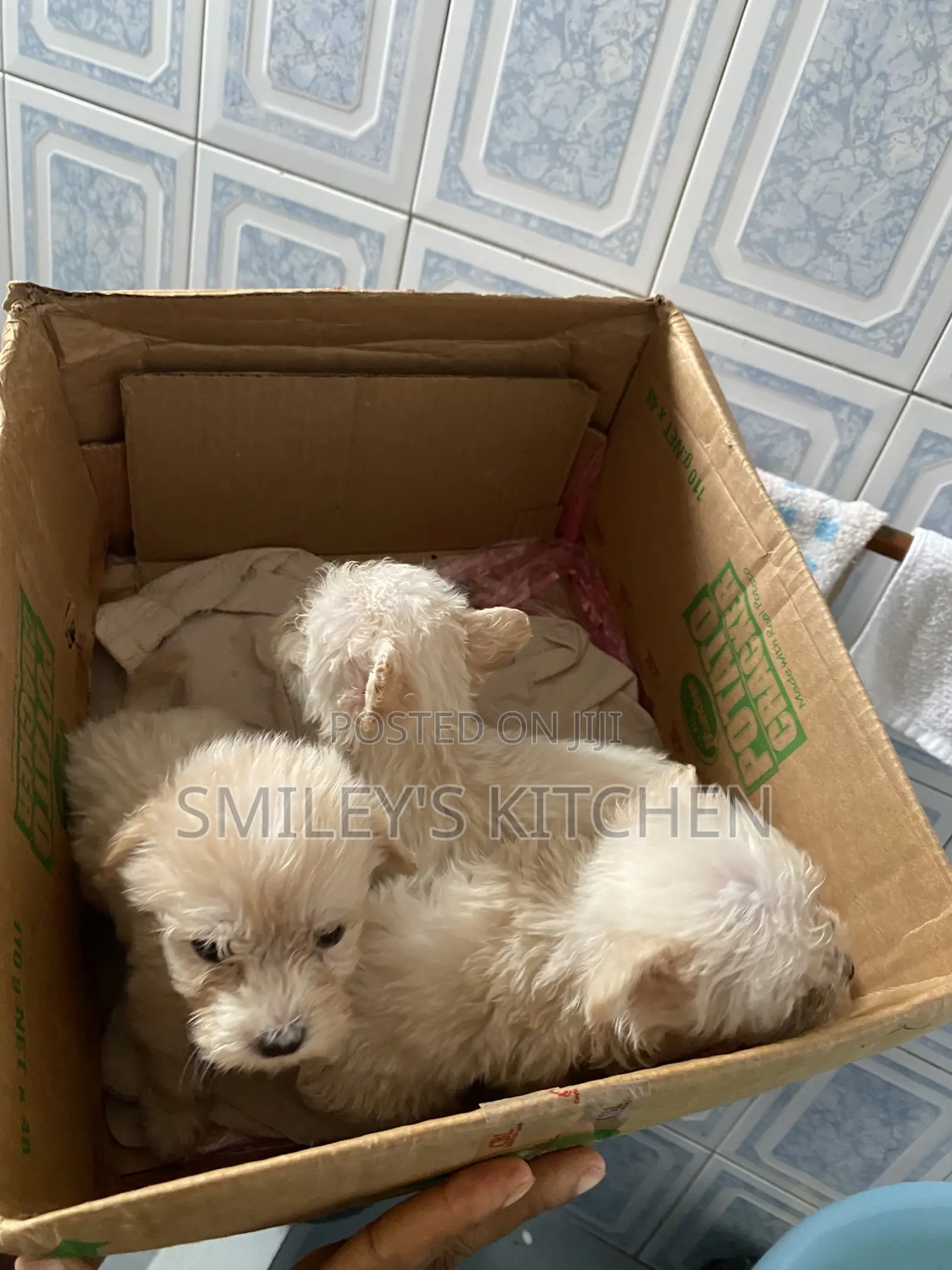 1-3 months Male Purebred Poodle