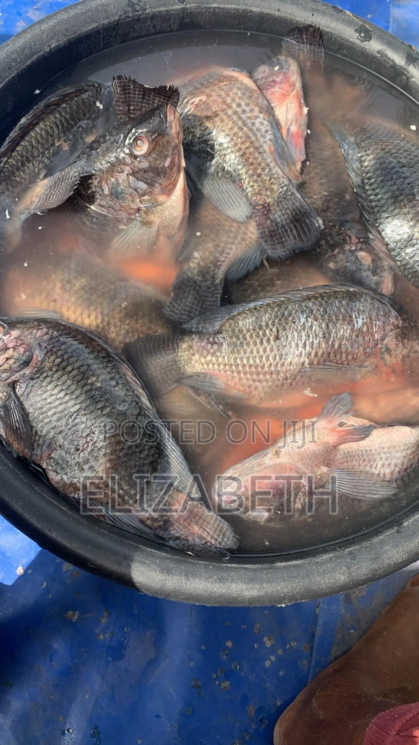 Tilapia for Sale Big Size
