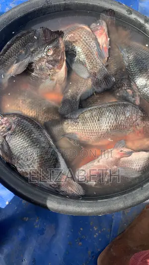 Tilapia for Sale Big Size