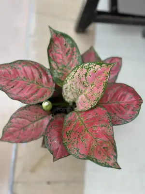 Aglaonema for Sale