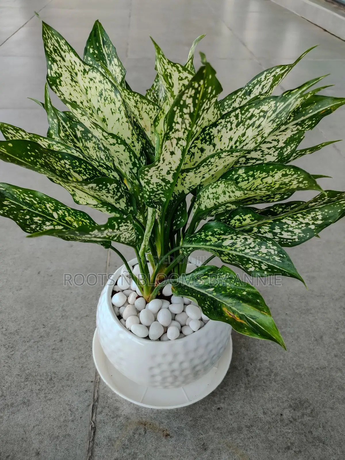 Aglaonema for Sale