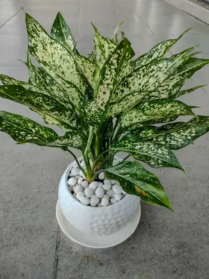 Aglaonema for Sale