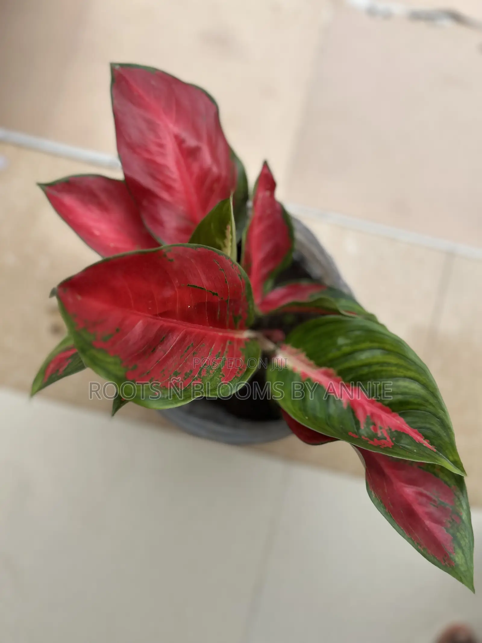 Aglaonema for Sale