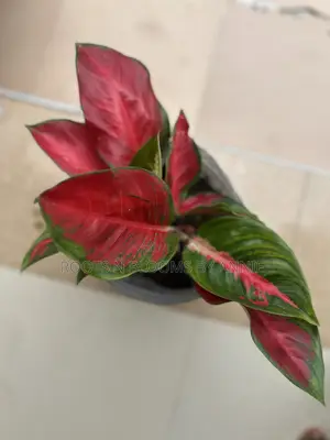 Aglaonema for Sale