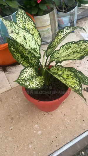 Aglaonema for Sale