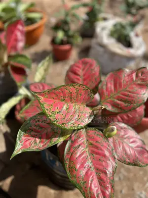 Aglaonema for Sale