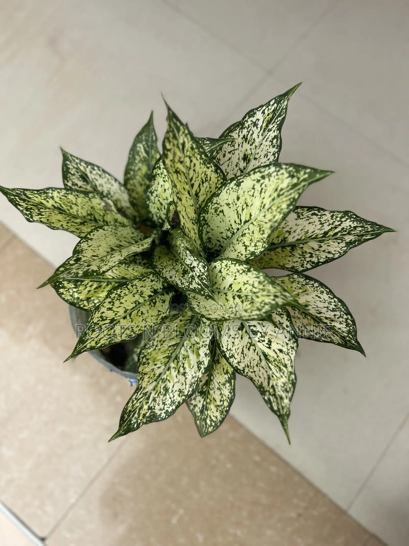 Aglaonema for Sale